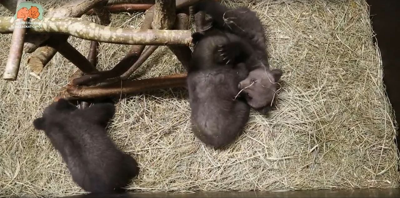 Спасённые в Удмуртии медвежата получили «сладкие» имена, сообщает Центр спасения медвежат-сирот в Тверской области