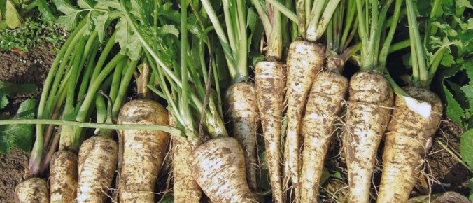 Пастернак: забытый корнеплод, который изменит ваше меню