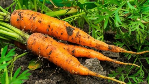 ��� ������� �������� �������� ��������������� ������ � ������������ ����