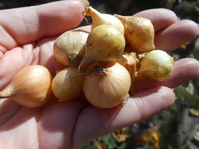 Крупный севок: лучший выбор для успешного урожая