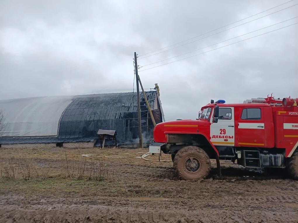 В Удмуртии на пожаре спасли 46 телят, сообщили в Государственной Противопожарной Службе УР В Удмуртии на пожаре спасли 46 телят, сообщили в Государственной Противопожарной Службе УР
