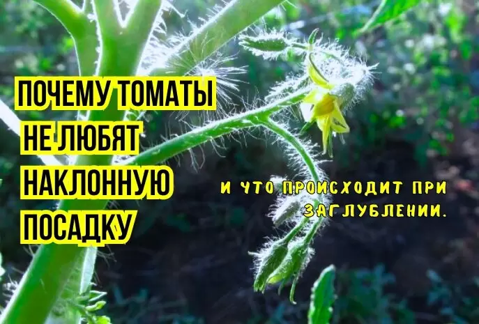 Почему правильная посадка томатов решает судьбу урожая: основные ошибки и советы агрономов