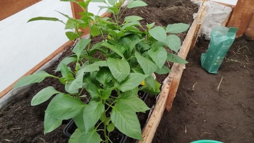 Как правильно подготовить грядки в теплице для рассады перца и огурцов