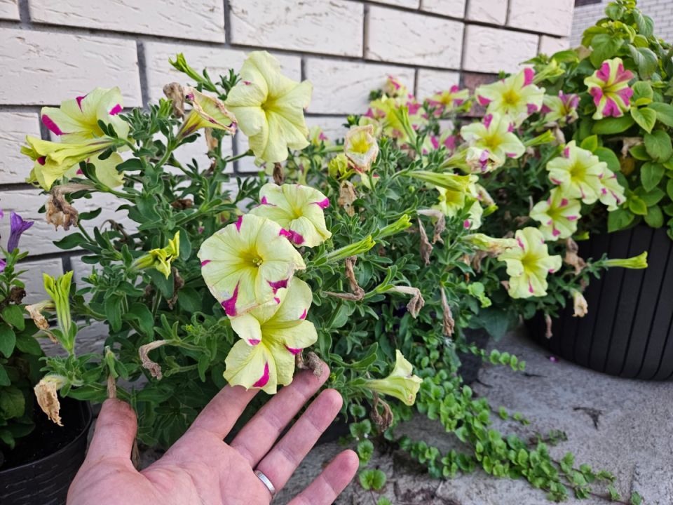 ��� ������������ ������� � �����: ������� ���� ��� ������ ��������