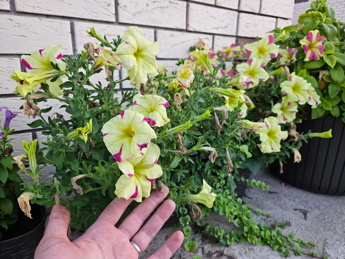 Как восстановить петунии к осени: простые шаги для яркого цветения