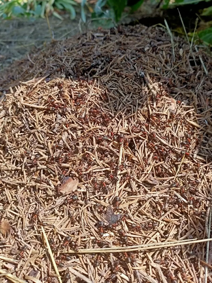 Муравьи в огороде: Как с ними правильно обращаться