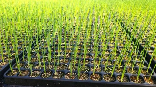 Как выбрать идеальный грунт для рассады лука: советы и рецепты