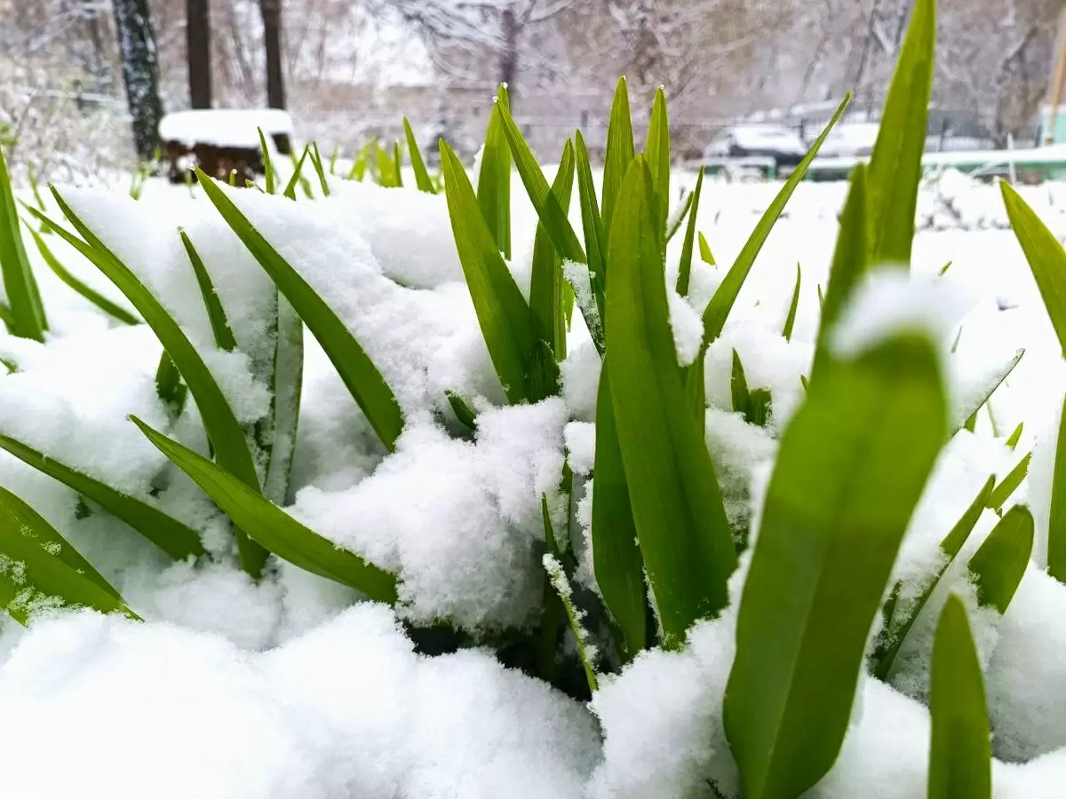 Апрельские метели: как это повлияет на ваш урожай