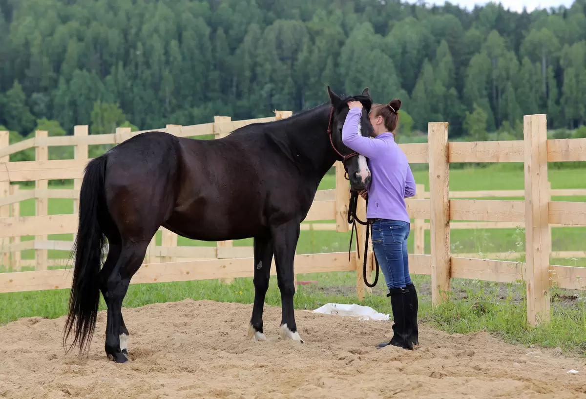 Лошадь напала на женщину в садоводстве: пострадавшая в больнице