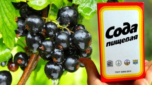 Сoda в борьбе с заболеваниями смородины: эффективный способ или лишний риск?
