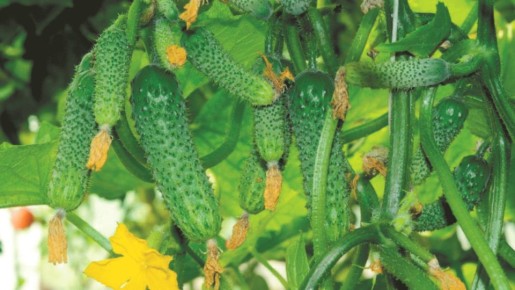 Пучковые сорта огурцов: как не упустить богатый урожай