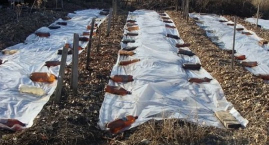 Правильное укрытие клубники: секреты зимовки для будущего урожая