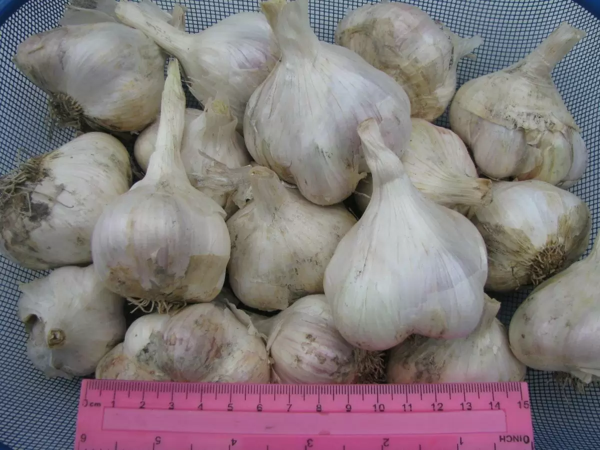 Рецепт успешной осенней посадки чеснока