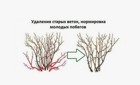 Искусство обрезки смородины: секреты урожайности от профессионалов