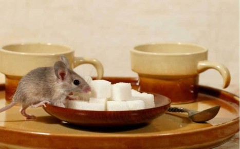 15 запахов, которые гарантированно отгонят мышей от вашего дома