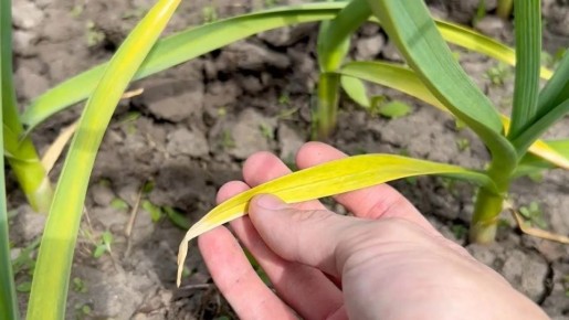 Желтый чеснок весной: три причины, о которых стоит знать