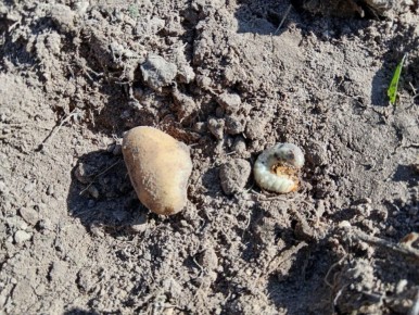 Как осенние заботы о почве могут спасти ваш урожай от вредителей