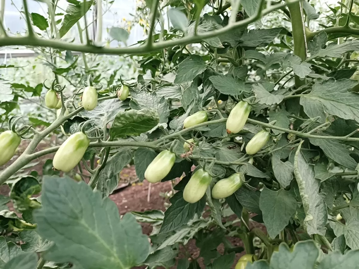 Защита растений от фитофторы: советы для садоводов