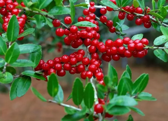 Клюква на вашем участке: секреты успешного выращивания ягод