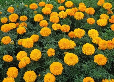 ������ �������� � ������ � �������� ����� ��� ������ ����?