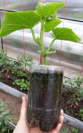 ������� ��������� ����������� ��������� �������