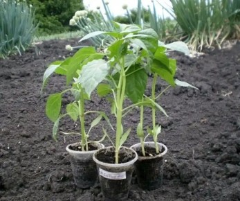 ��� ������ ��������� ������� ����� ��� ������: ��� �������� ��� ���������