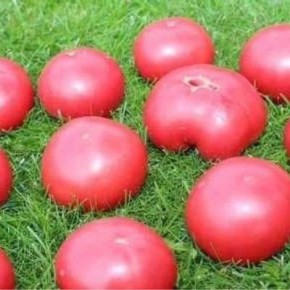 Томат Скуби: как получить идеальный урожай и насладиться вкусом