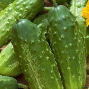 Огурец апомиксис Коняева: универсальный сорт для каждого огорода
