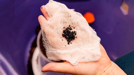 ����������� ����� ����: ����� �� ��������� � ��� ��� ������� ���������?