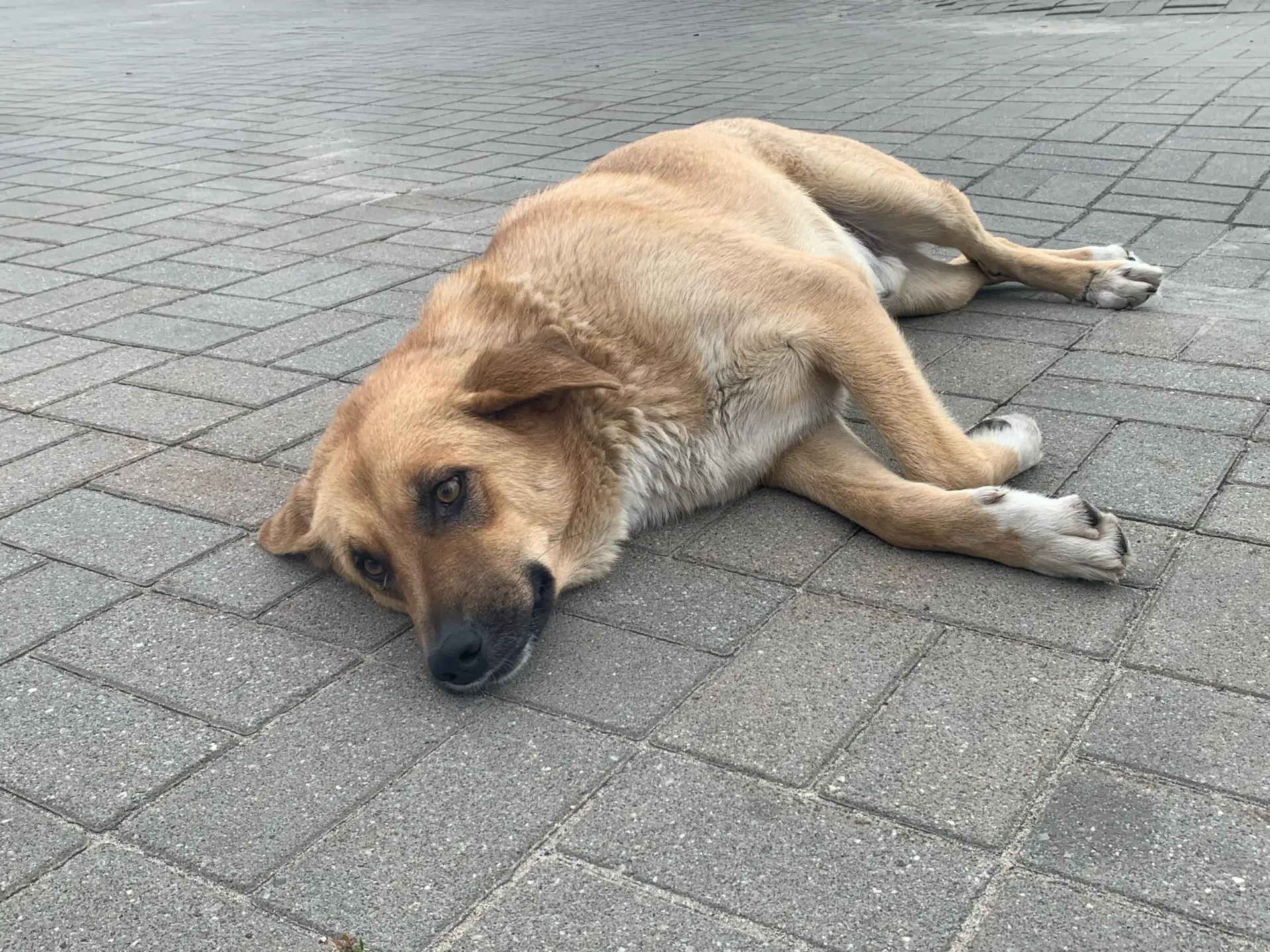 С начала сезона в ижевскую городскую станцию по борьбе с болезнями животных поступили две собаки с пироплазмозом, сообщает пресс-служба клиники