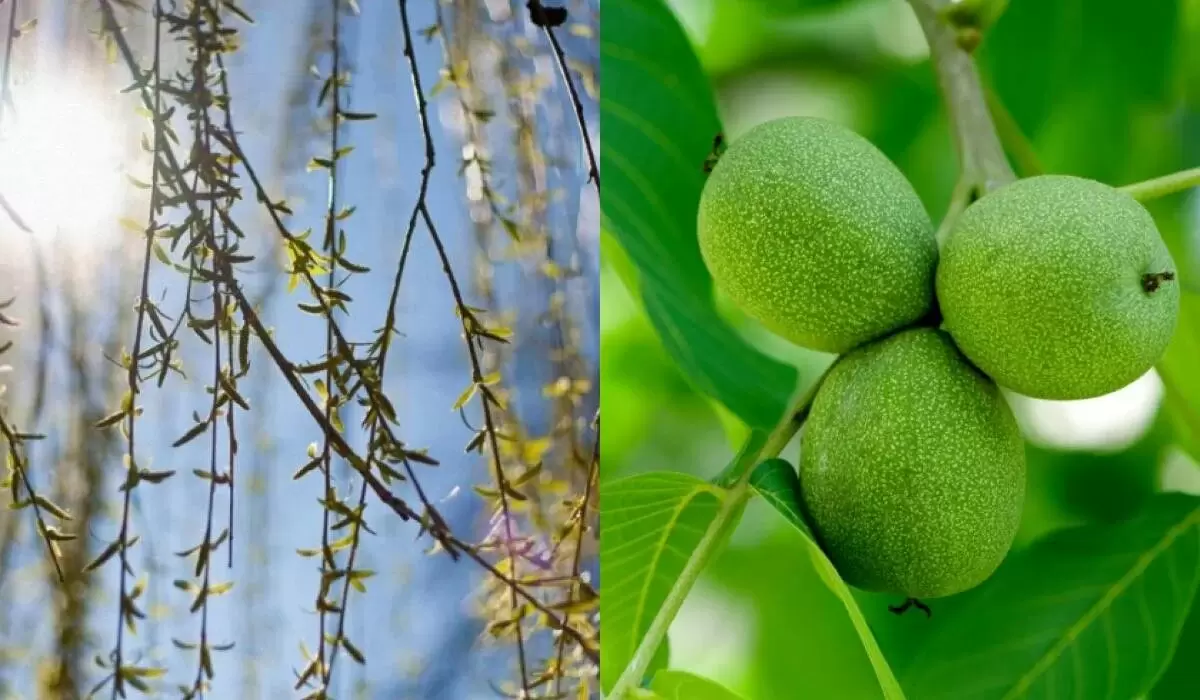 Деревья, которые могут навредить вашему дому