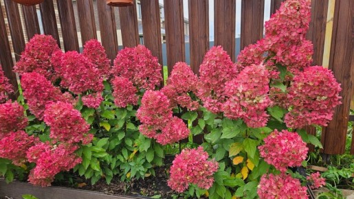 ���������: ���������� � ���� ��� ����� �������� �������� ����