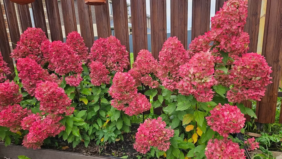 Гортензии: подготовка к зиме для ярких соцветий будущего лета