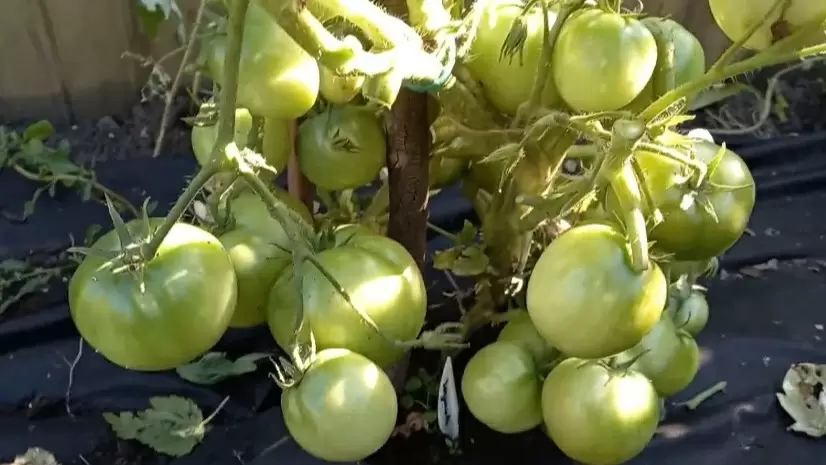 Как собрать урожай томатов даже в холодный октябрь: 5 самых устойчивых сортов