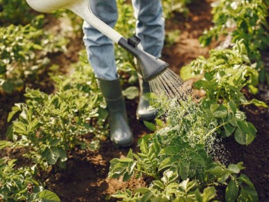 Как спасти томаты и огурцы от жары: советы для успешного полива