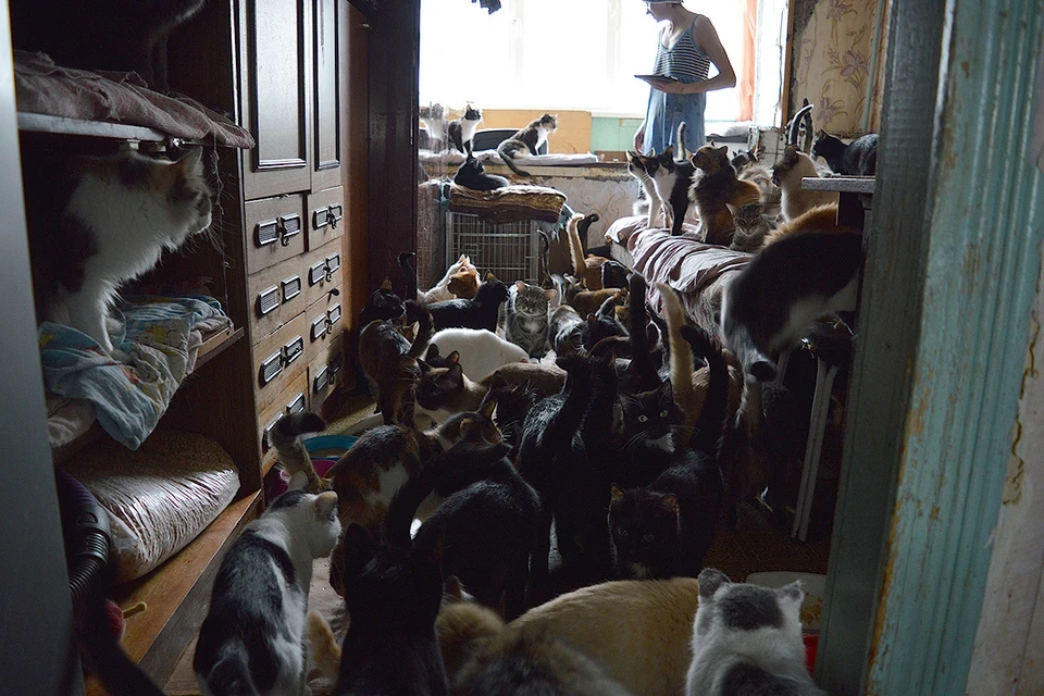 Пенсионерка устроила всему дому "кошачий кошмар" и осталась без жилья: как соседям бороться с "приютами" в квартирах