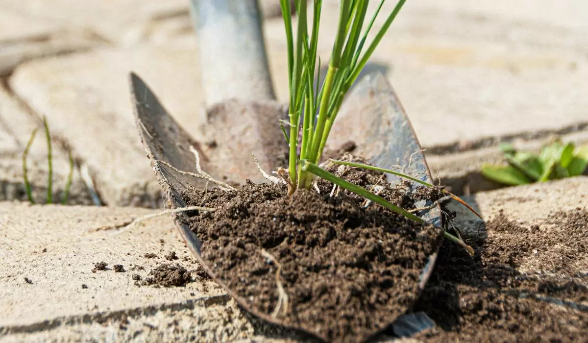 Как избавиться от сорняков на дорожках всего за сутки