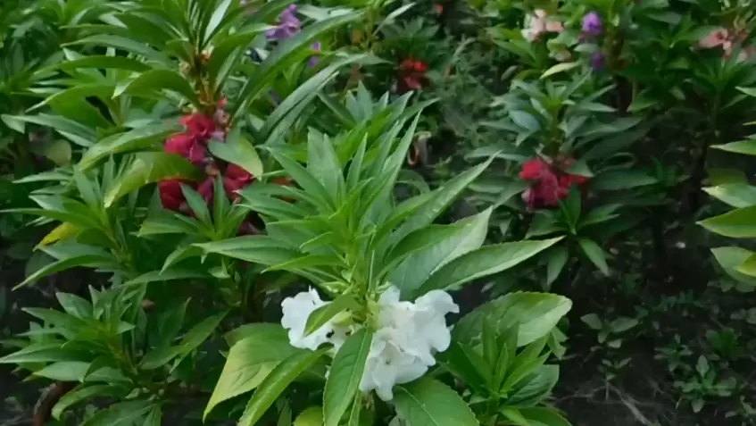 Как спасти садовые бальзамины от зноя: секреты опытных дачников