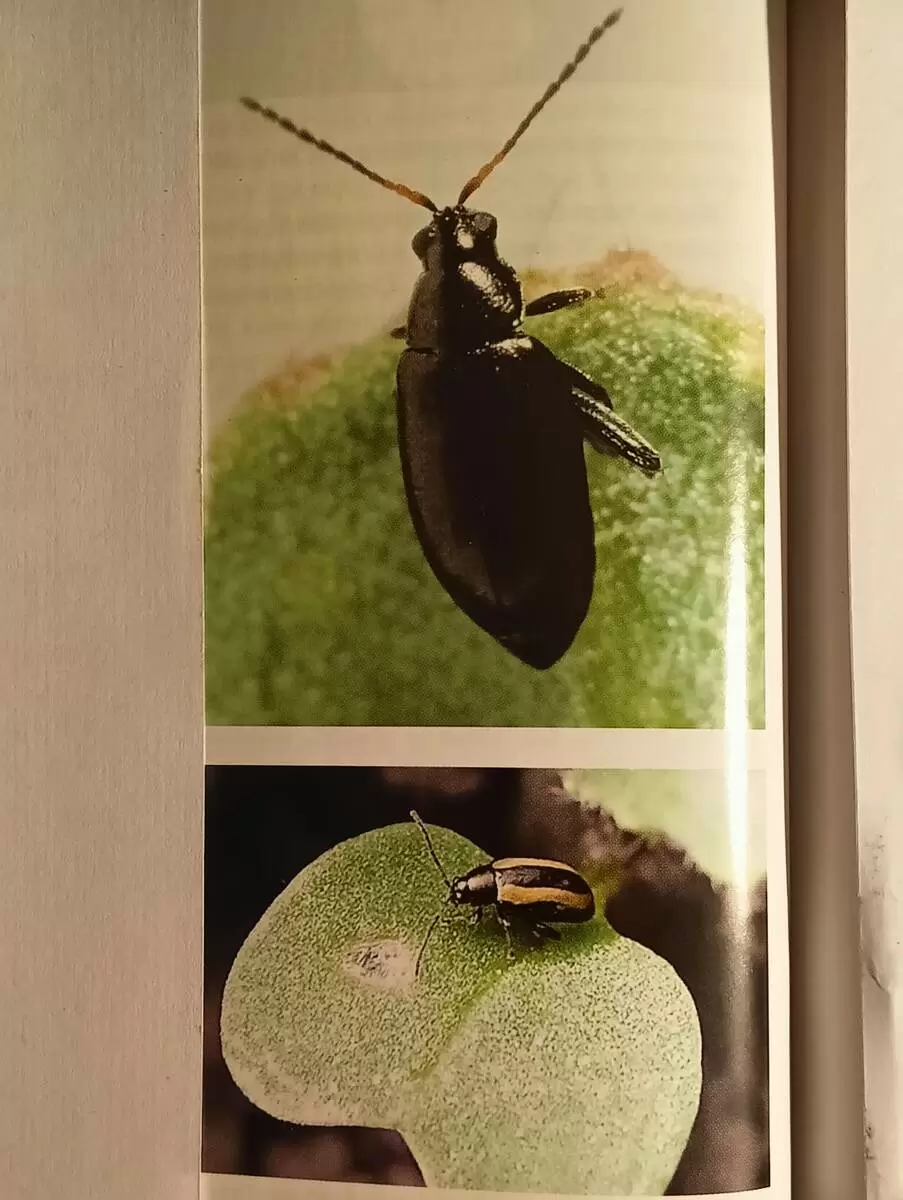 Крестоцветные блошки: как защитить свои растения от незваных вредителей