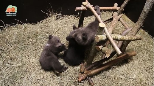 Медвежата из Удмуртии Карамелька, Коврижка и Плюшка балуются