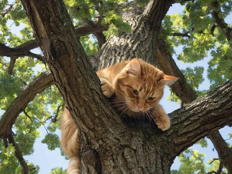 Котенок разбудил хозяйку укусом во время ночного пожара и спас ей жизнь