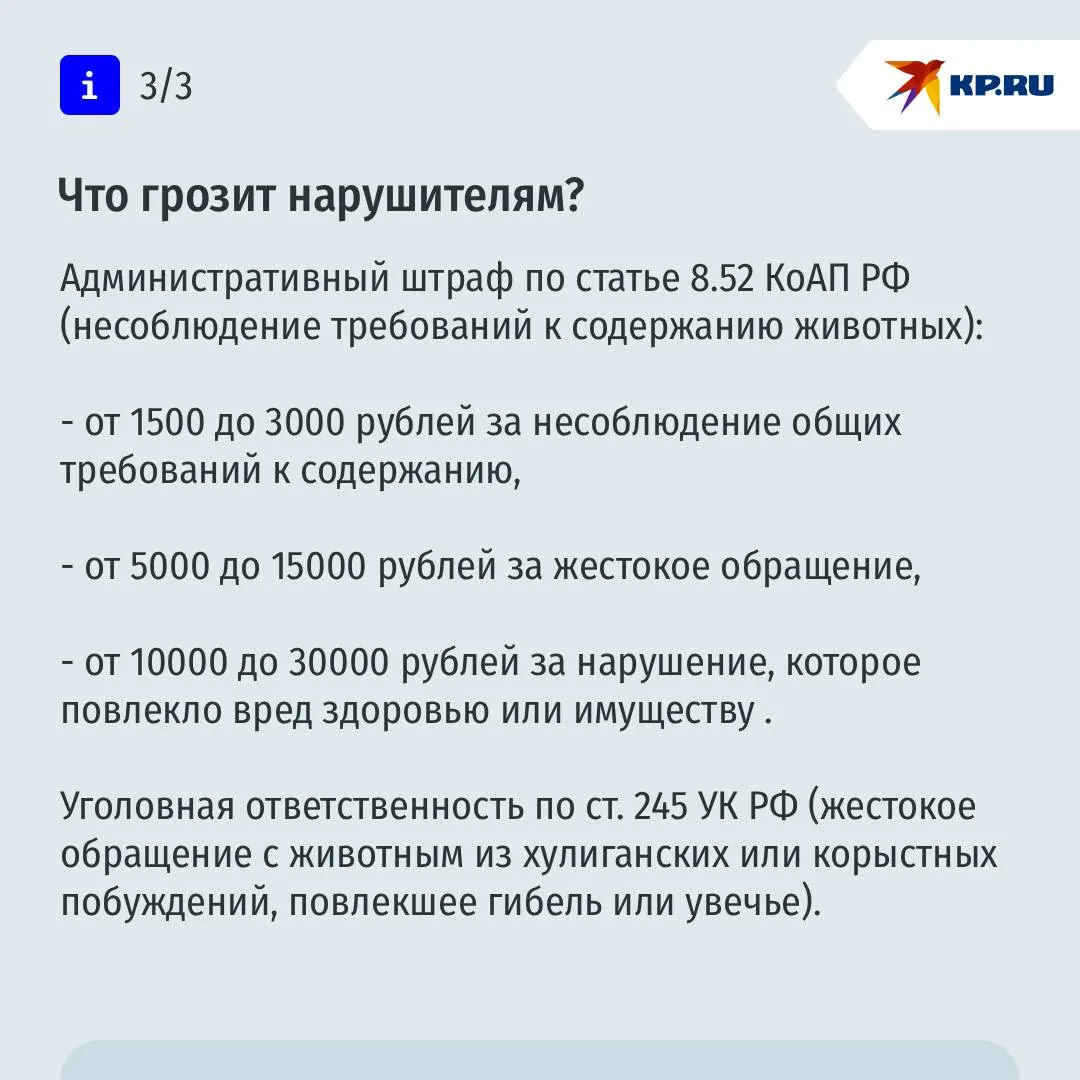 Пенсионерка устроила всему дому "кошачий кошмар" и осталась без жилья: как соседям бороться с "приютами" в квартирах Пенсионерка устроила всему дому "кошачий кошмар" и осталась без жилья: как соседям бороться с "приютами" в квартирах