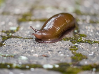 Как защитить свой огород от слизней: эффективные методы и рекомендации