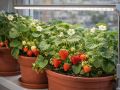 Клубника на подоконнике: свежие ягоды круглый год