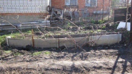 Как правильно подвязать виноград весной: советы и техники для успешного ухода