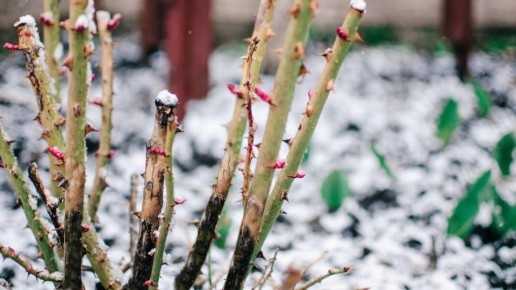 ������� ��������� �������������� ������ ���: ��� ��������� ������� ������ ������