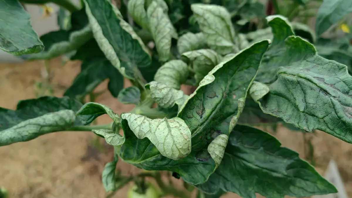 Как дрожжевая подкормка спасла томаты за неделю