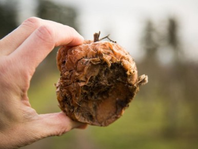 Как сохранить яблоки свежими до весны: секреты успешного хранения