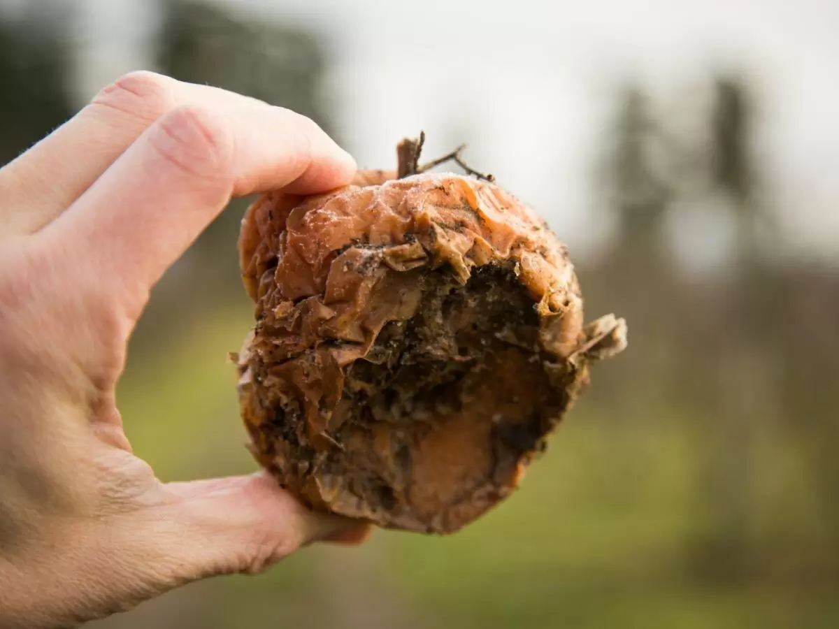 Как сохранить яблоки свежими до весны: секреты успешного хранения