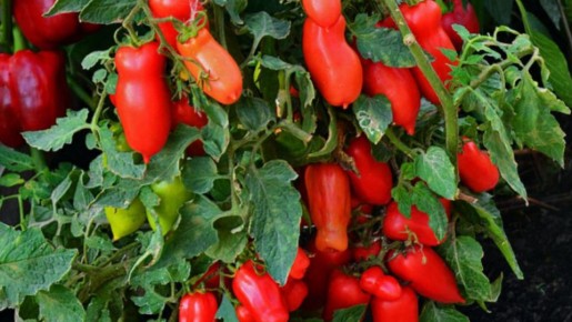 ������� ����������� �������: ������������ ����� ��� ������ �������